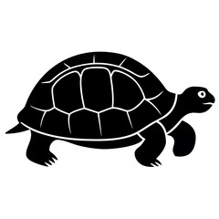 turtle illustration