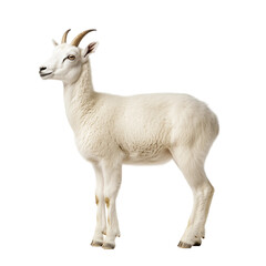 Fototapeta premium Elegant White Goat on a Clean Background isolated on white or transparent background, png. Easy to place on any other background