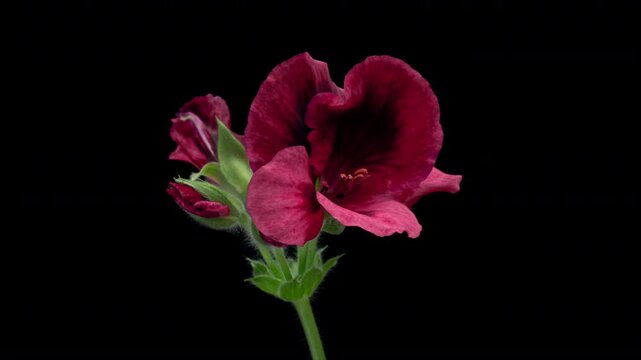 Timelapse of pink geranium flowers blooming on black background. Wedding backdrop, Valentine's Day concept. Mother's day, Holiday, Love, birthday