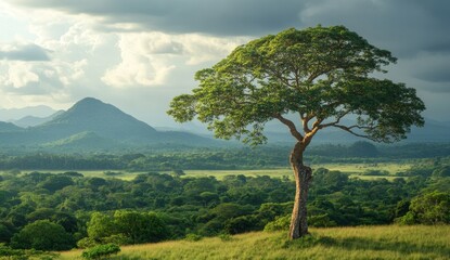 Fototapeta premium Lone tree on grassy hilltop overlooking lush green valley and distant mountains under a cloudy sky.