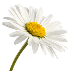 Fototapeta premium A fresh daisy flower isolated on a white background