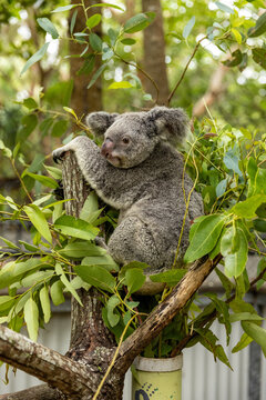 koala sitting tree looking out left