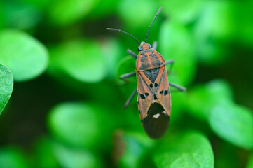 Closeup of Spilostethus pandurus or Seed bug perching on fennel plant, India.