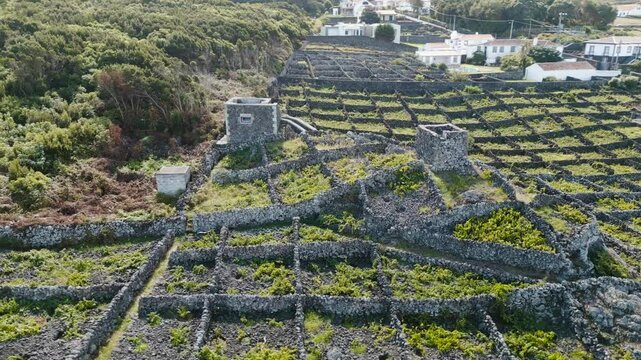 Biscoitos Vineyard Protected Landscape on volcanic soils with stonewalled fields in Terceira, Azores