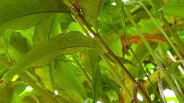Cardamom plants,close up of leafs, cardamon or cardamum farm ,cardamon branches, plant stem of the cardamom