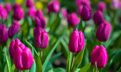 Obraz premium Beautiful of pink tulips field background blooming in spring season