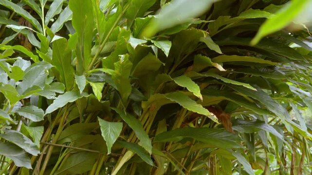 Cardamom plants,close up of leafs, cardamon or cardamum farm ,cardamon branches, plant stem of the cardamom