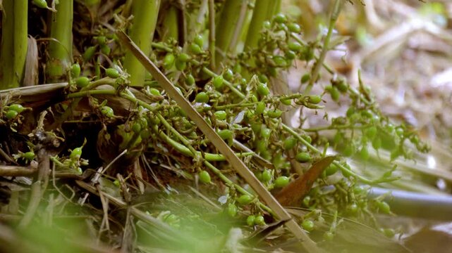 Cardamom plant with unripe seed, cardamon or cardamum plant,unripe seed,flowers and cardamon branches, plant stem of the cardamom