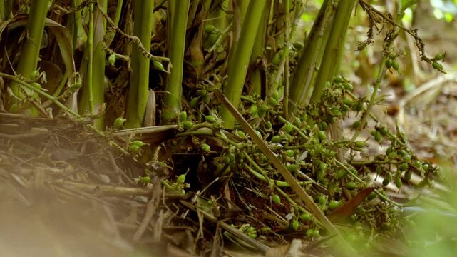 Cardamom plant with unripe seed, cardamon or cardamum plant,unripe seed,flowers and cardamon branches, plant stem of the cardamom