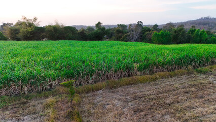 Obraz premium Sugarcane in the vast fields.