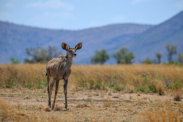 Fototapeta premium A single young male kudu standing with mountains in the background