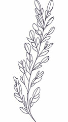 Fototapeta premium Elegant Line Art Illustration of a Delicate Sprig with Graceful Leaves