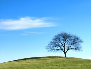 Fototapeta premium Lone Bare Tree Stands on a Green Hill Under a Bright Blue Sky with Wispy Clouds