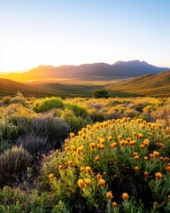 Obraz premium Sunset over the Succulent Karoo highlighting vibrant colors and unique desert landscapes in a breathtaking view.