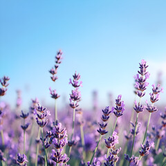 Obraz premium Lavender Field Dreams: A serene landscape of vibrant purple lavender blossoms under a clear blue sky, evokes a sense of calm and tranquility. The delicate blooms dance in the gentle breeze.