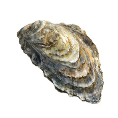 oyster Advertisement isolated on white background full depth of field 
