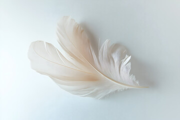 Obraz premium White feather isolated on white background.