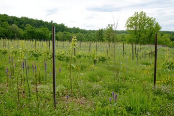 Obraz premium Blossoming Vineyard A vineyard with budding grapevines and wildflowers growing between the rows