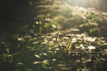 travel and people activity concept with hiking in tropical forest on mountain