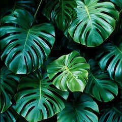 Nature of dark green leaf in garden. Natural green leaves plants using  background cover page environment ecology or greenery wallpaper