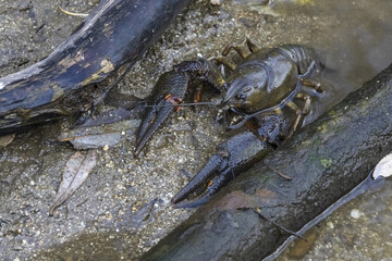 European crayfish ( Astacus astacus ) in the stream.