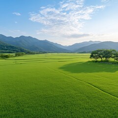 Serene Green Rice Paddy Fields in Mountain Valley.