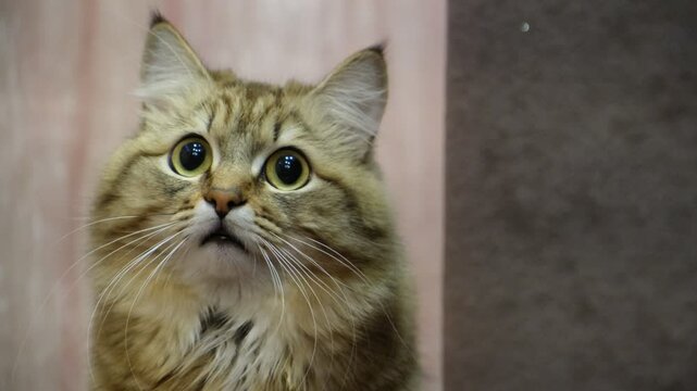 A wary cat carefully watches something, starring with intense. Close up. Animal Behavior	