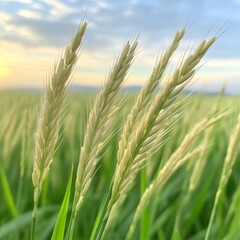 Golden Wheat Field at Sunset