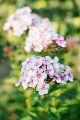 Fototapeta premium White flowers Panicle Phlox Europe with pink centers