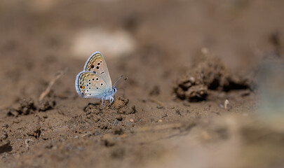 little blue butterfly picking up a mineral on the ground, Odd-spot Blue, Turanana endymion