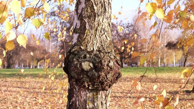 Chaga birch mushroom (Inonotus Obliquus) parasitizes on trunk of tree. Fungus, Sterile conk trunk rot of birch, used in alternative medicine. Dried chaga slowing aging process, lowering cholesterol.