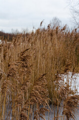 Fototapeta premium Tall dry grass swaying gently in winter field. The close-up captures a calm natural atmosphere, soft light, and snowy surroundings.