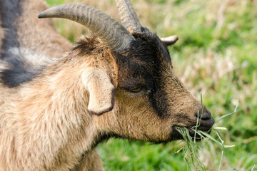 close up side on or profile of young Nigerian dwarf goat (Capra aegagrus hircus) with grass in its closed mouth on a farm in South Africa