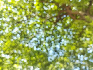 Abstrack bokeh nature background, green foliage of the forest, Green nature in blurry style for creative design
