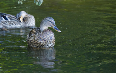 female mallard duck from the front looks down,  cute female mallard duck looks down,  close up duck from the front, beak, feathers, green colors on the lake