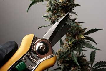 Garden shears in a man's hand cutting a bush of ripen cannabis. Marijuana harvest concept