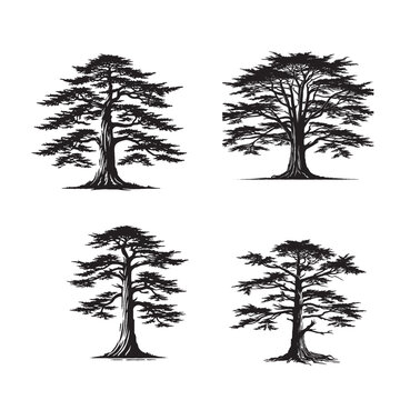 High-Quality Monochrome Vector Silhouette of the Western Red Cedar Tree Isolated on a White Background"