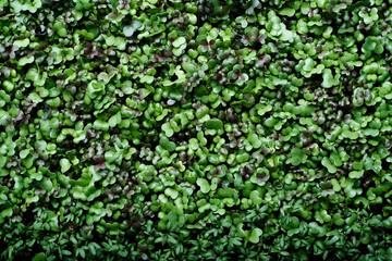 A lawn of micro greens (Kohlrabi, Watercress salad, Mizuna) top view. Background of young plants. Flat lay