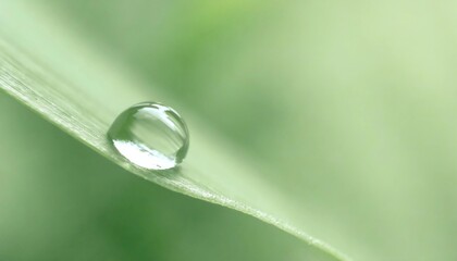 自然の涙　葉の上の小さな世界