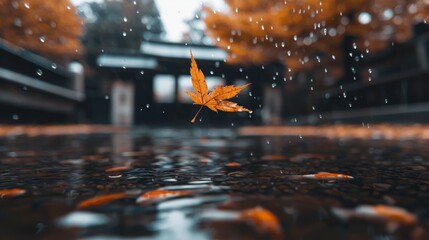Autumn Leaf Falling on Water Amid Raindrops in Tranquil Japanese Garden Setting
