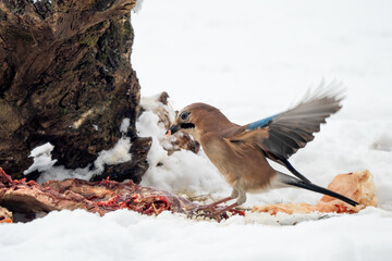 Eurasian Jay - Garrulus glandarius, large colored perching bird from European forests and woodlands, White Carpathians, Czech Republic.