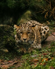 leopard in zoo