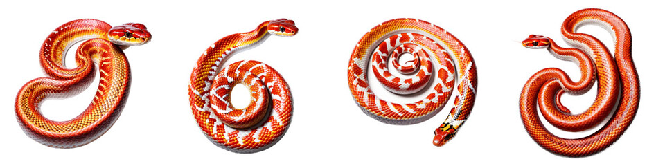 Obraz premium a vibrant display of coiling serpents in captivating patterns