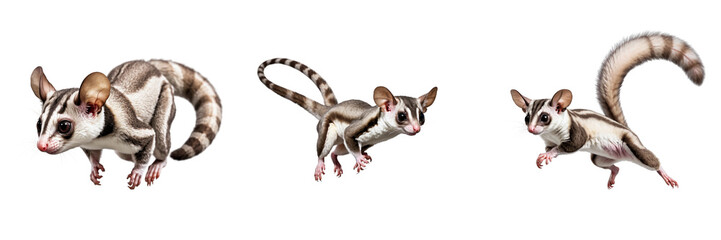  Playful Sugar Gliders Exploring Their Habitat