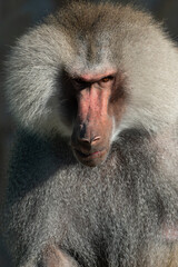 Obraz premium Baboon Portrait Zoo Animal Closeup. A hamadryas baboon stares intensely at the camera, its long, gray fur and prominent snout visible.
