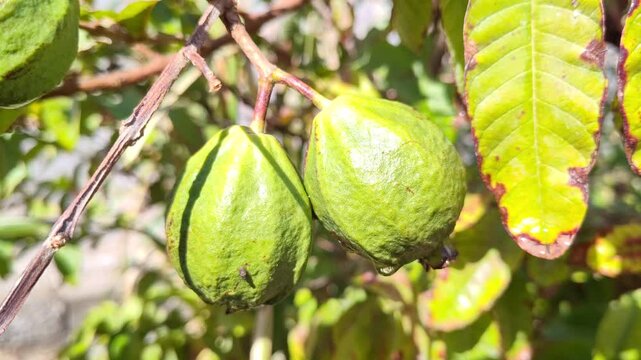 green unripe guava fruit ganging on the tree 4k resolution