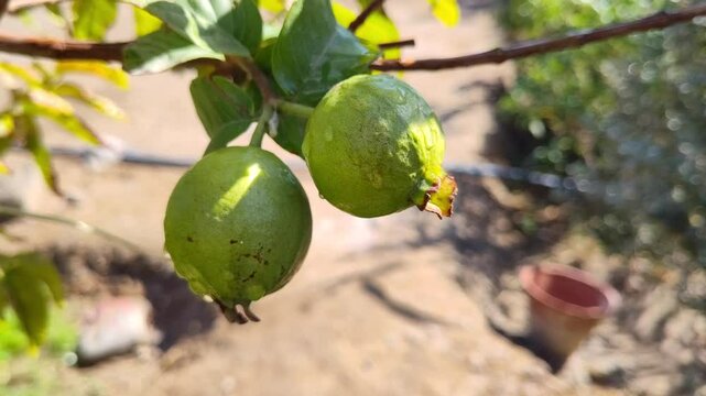 green unripe guava fruit on the tree 4k resolution