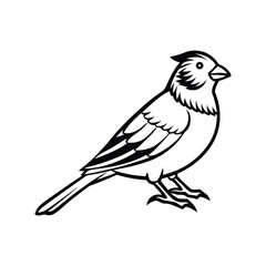 Vibrant Canaries Sketch Vector Illustration Design