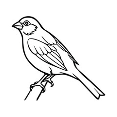 Canaries Bird  On Branch Vector Illustration