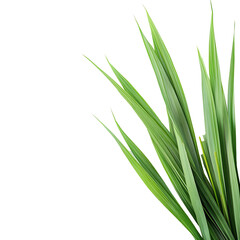 lemon grass Advertisement isolated on white background full depth of field 